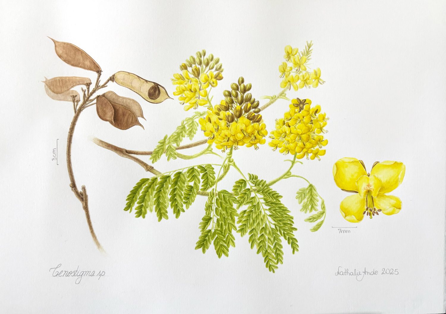 Cenostigma sp - Sibipiruna